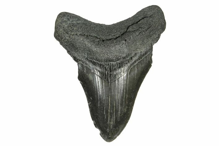 Bargain, Fossil Megalodon Tooth - South Carolina #169196
